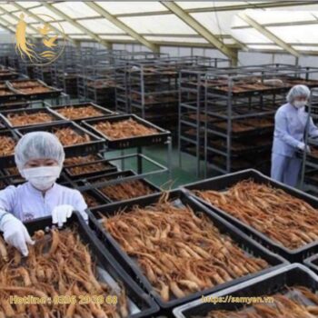 Hồng Sâm Củ Khô 6 năm tuổi Daedong Korea