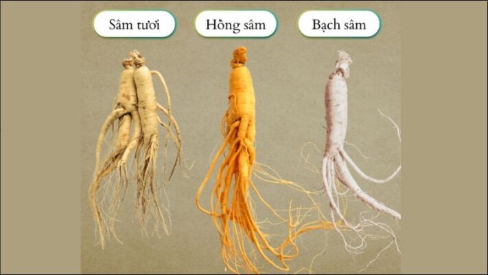 hong-sam-bach-sam-sam-tuoi-khac-nhau-the-nao-nen-chon-loai-nao